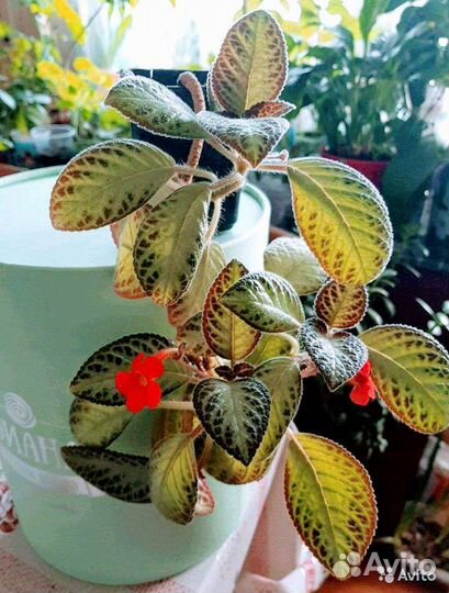 Комнатные цветы