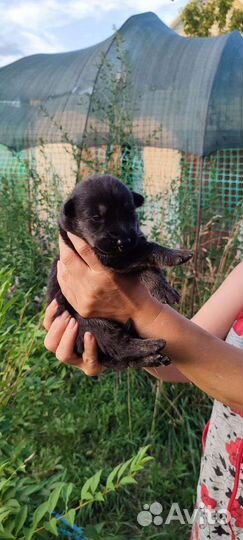 Щенки восточной овчарки