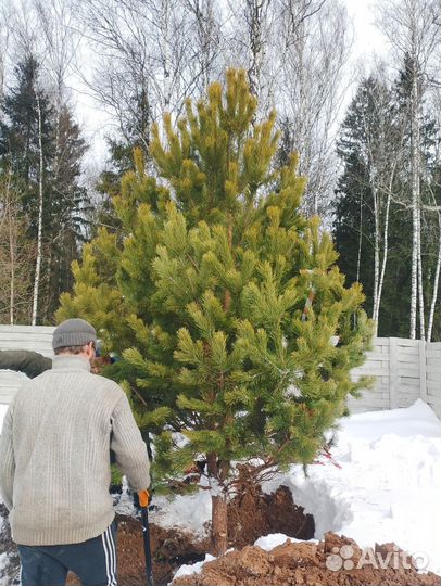 Сосна обыкновенная 4 метра
