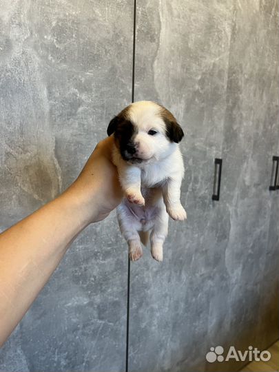 Джек рассел терьер