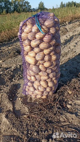 Продам картофель