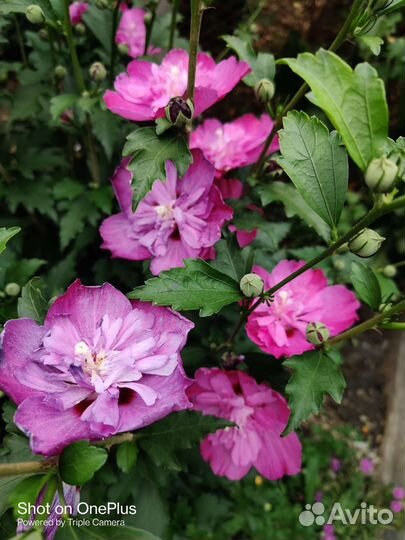 Гибискус сирийский махровый и травянистый