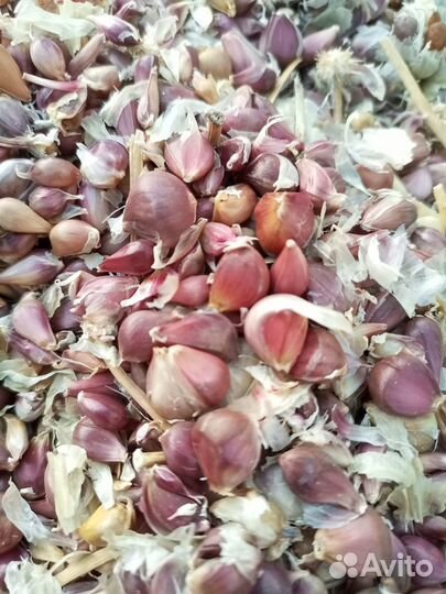 Семена чеснока бульбочки