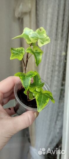 Растения разные