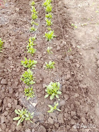 Крупная ромашка