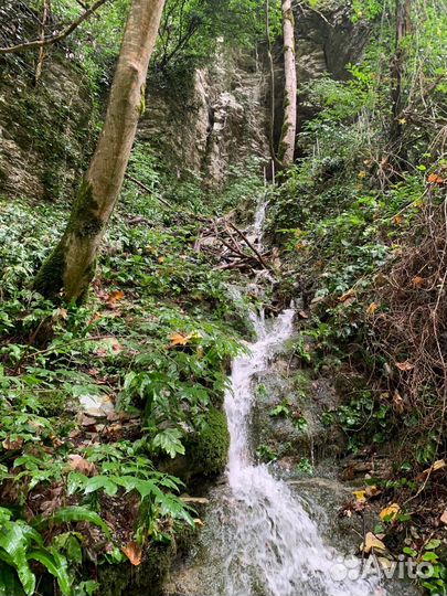 Большое кольцо Тисо-Самшитовой рощи + каньон
