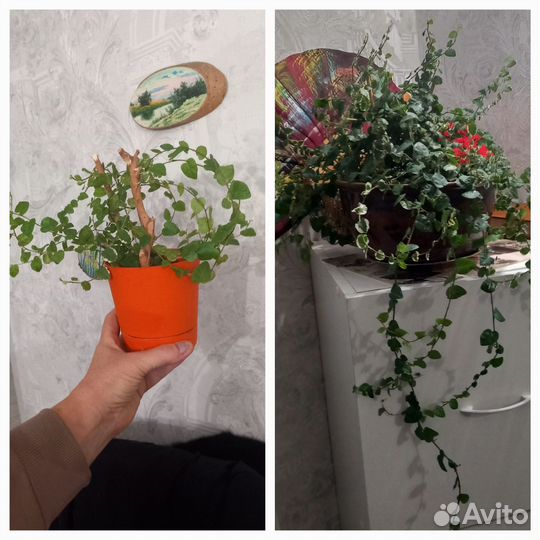 Растения для дома