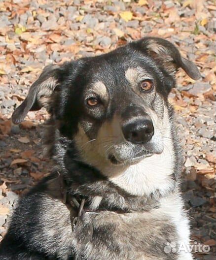 Собака Грета