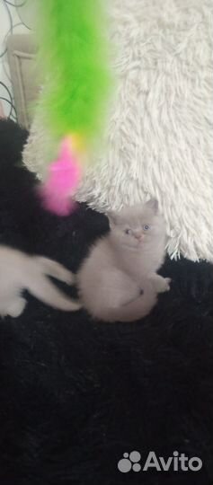 Шотландская