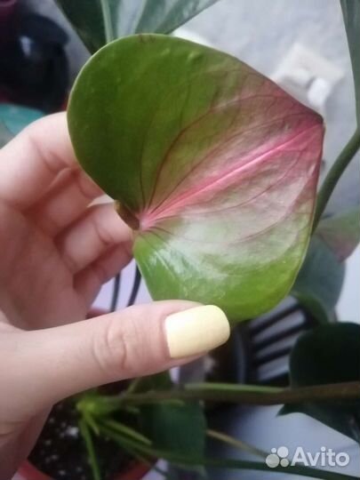 Антуриум summer love