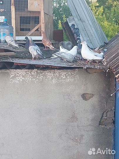 Продажа голубей