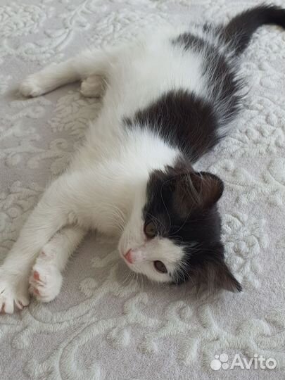 Котёнок девочка 3 месяца в добрые руки