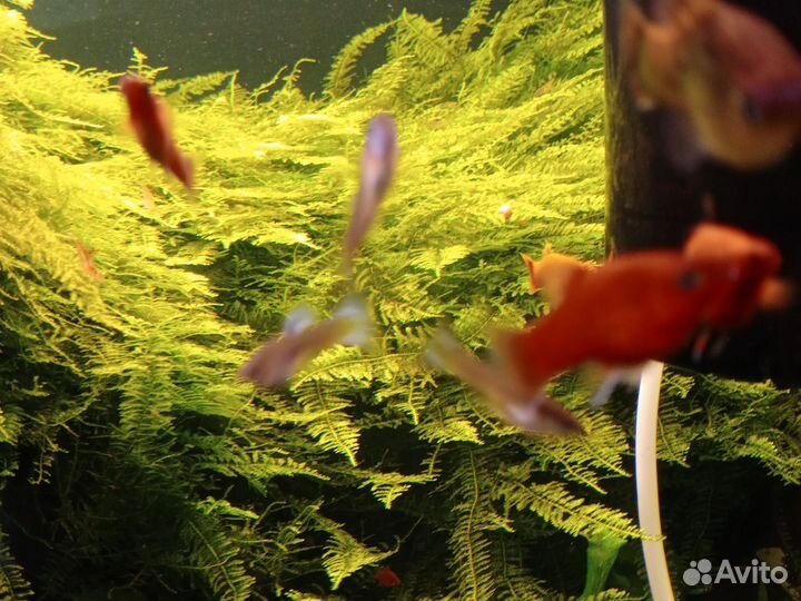 Скалярии пецилии гуппи меченосцы