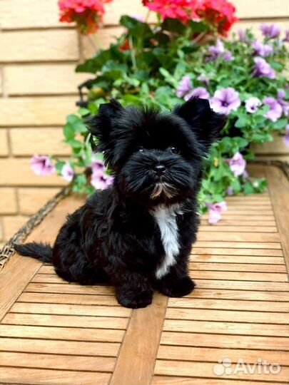 Йоркширский терьер, бивер йорк