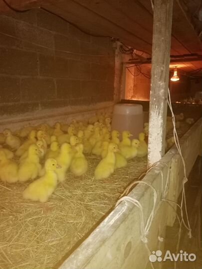 Гусята суточные породы Линда