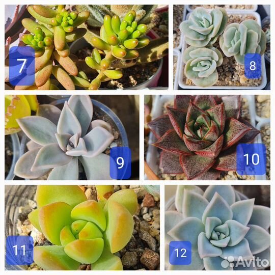 Суккуленты. Листики, детки