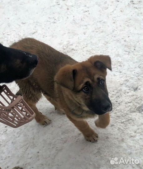 Щенок в добрые руки