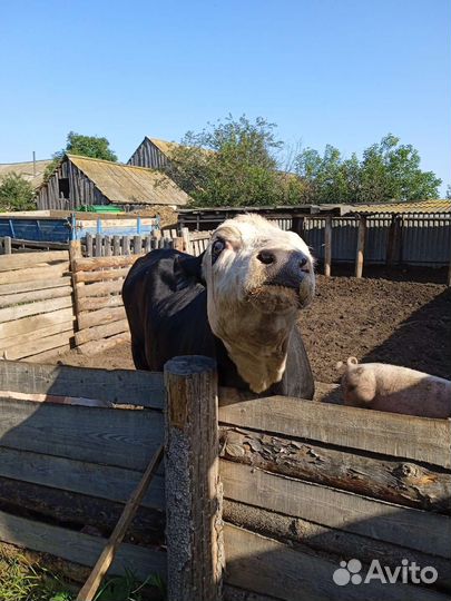 Бык, корова