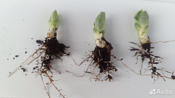 Сансевьера Ханни голд