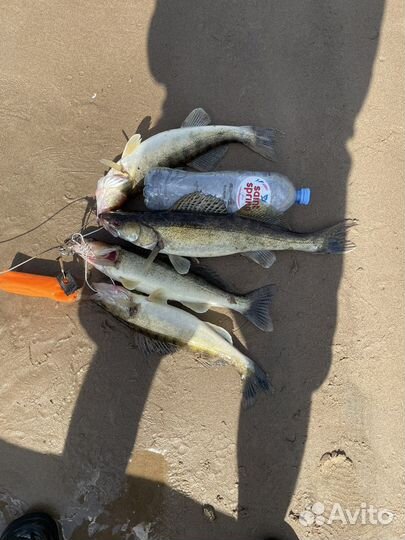 Возьму на джиговую рыбалку на лодке