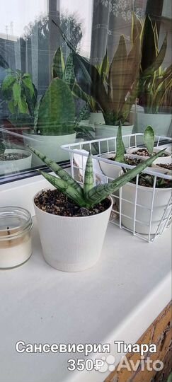 Сансевиерия, алоэ, гастерия