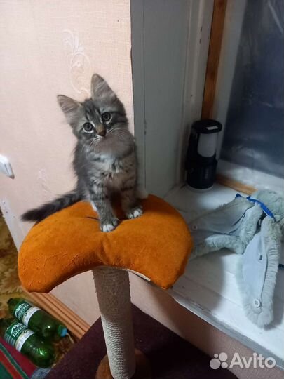 Кошка в дар бесплатно