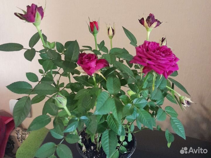 Роза комнатная