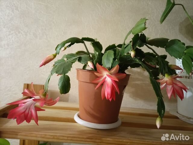 Декабрист красный