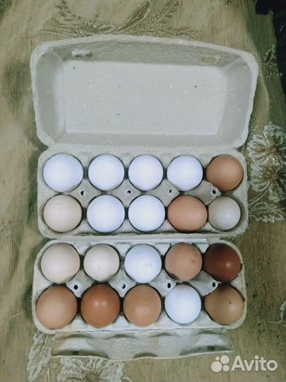 Домашние куриные яйца