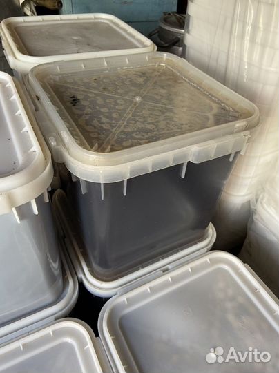 Мед гречишный оптом