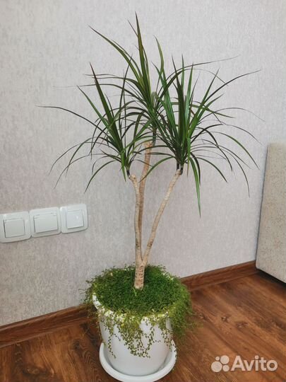 Драцена-пальма с горшком