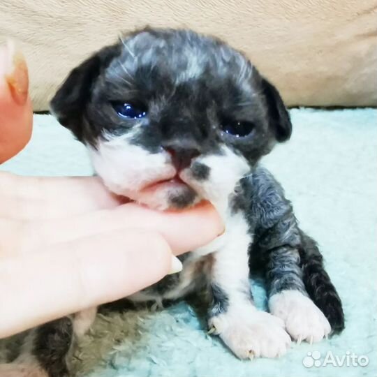 Котята девон-рекс шикарные элитные котики