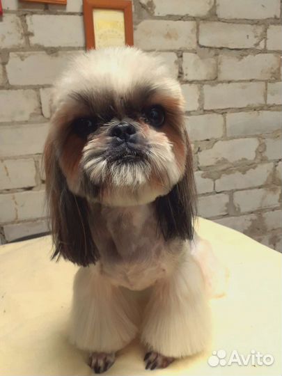 Стрижка собак и кошек любых пород