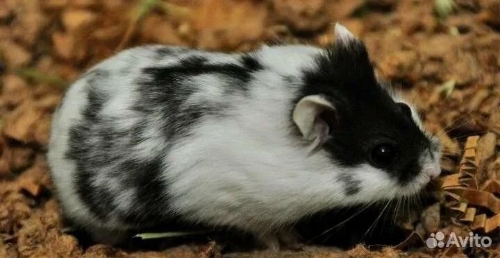 Хомячок Кембела