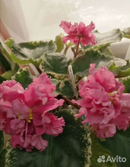 Укорененные черенки фиалки