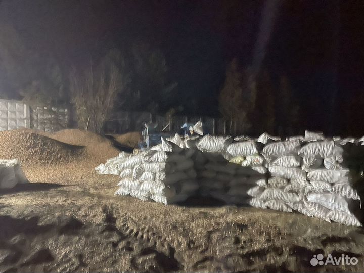 Шишка орех кедровый