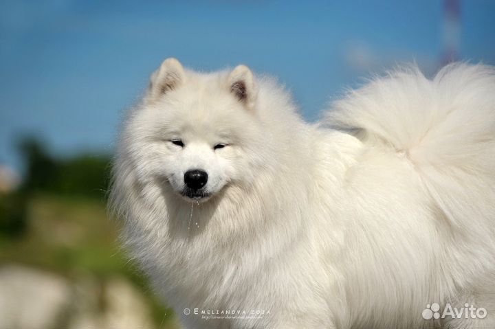 Самоед для вязки