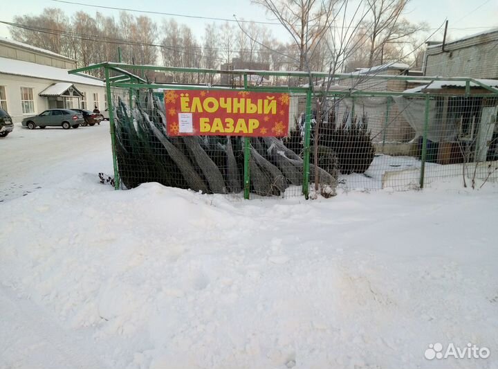 Ель новогодняя