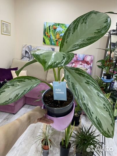 Комнатные растения