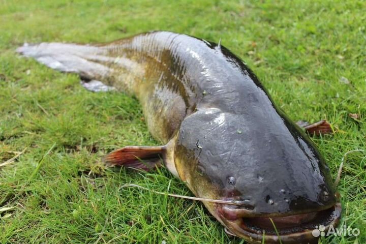 Свежая рыба сом
