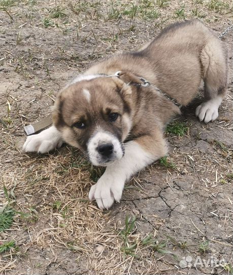 Среднеазиатская овчарка Алабай