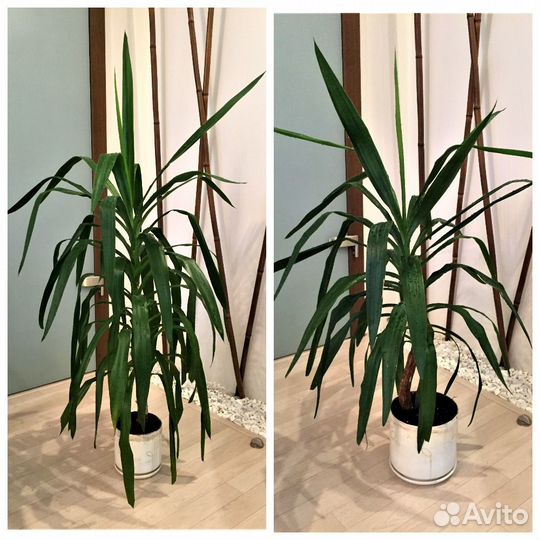 Пионы, ирис бородатый и Пальма Юкка 115 и 131 см