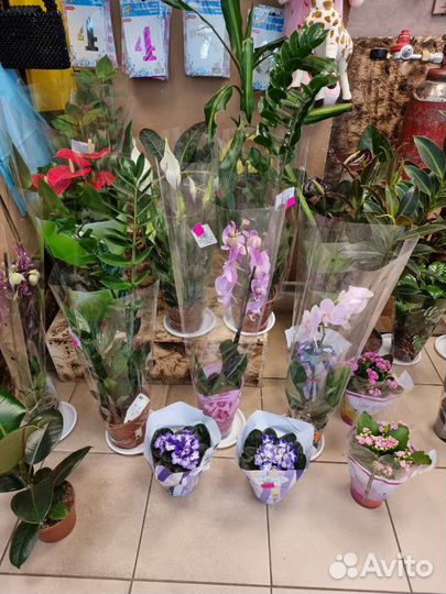 Комнатные растения, цветы