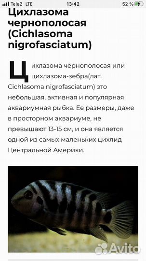 Аквариумные рыбки
