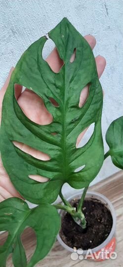 Монстера Манки Маск