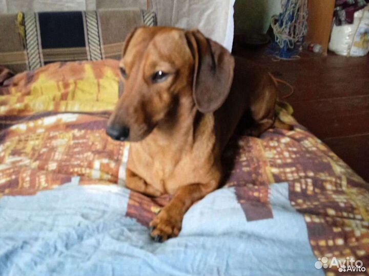 Кроличья такса вязка