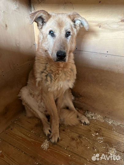 Златан ищет любовь среди людей