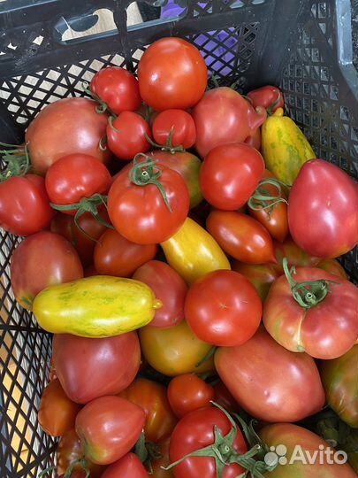 Продам помидоры и огурцы