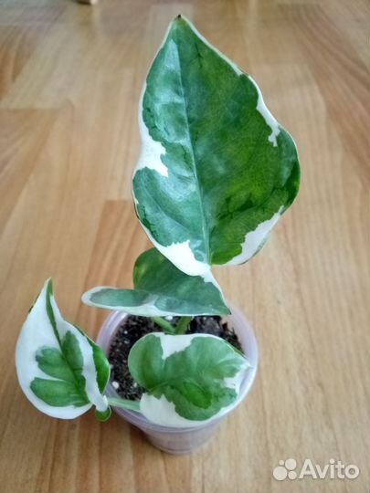 Сциндапсусы, эпипремнумы часть 1