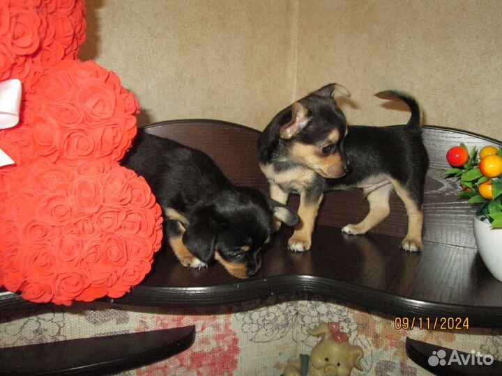 Малыши Чихуа-хуа